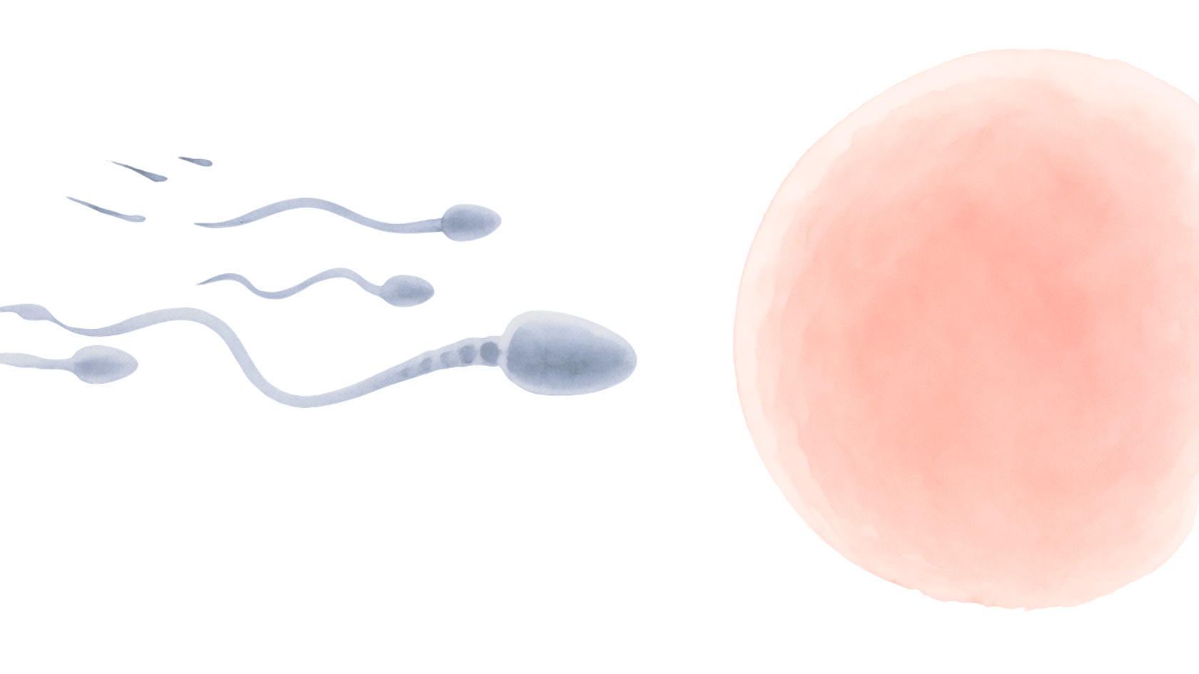 Fertilità maschile: quanto conta davvero e quando indagare